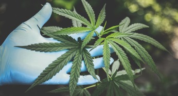 Is CBD healthy?