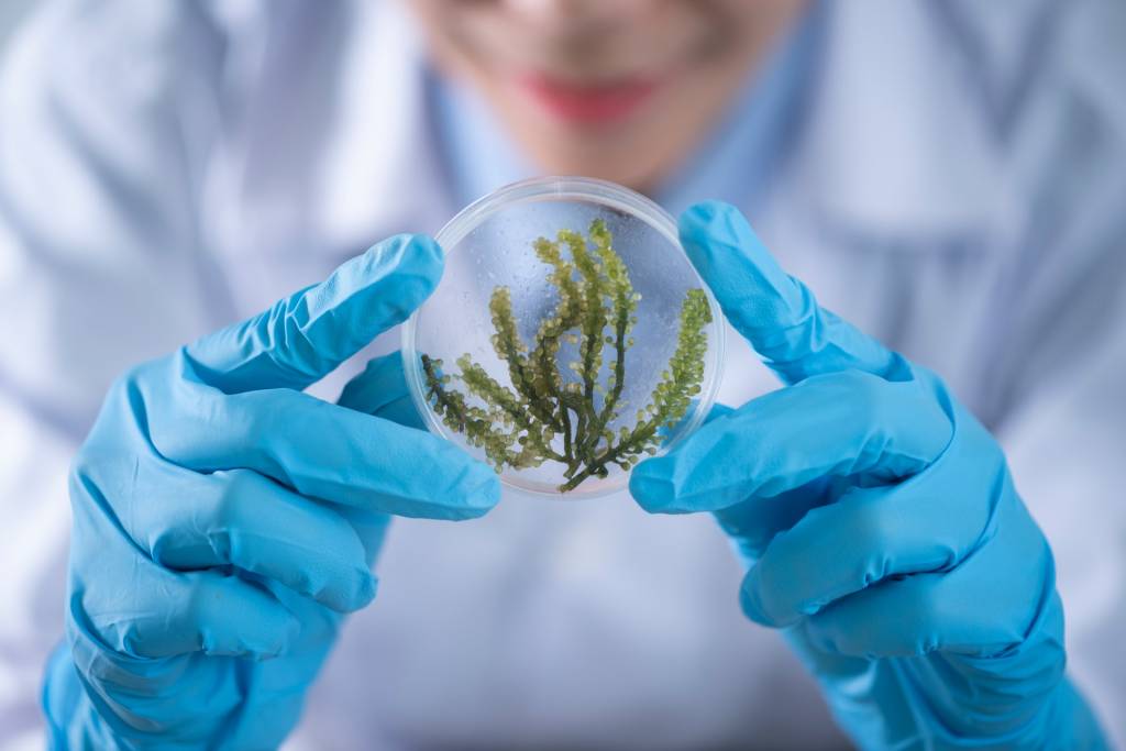 CBD Oil is extracted but from hemp flowers, leaves and stems