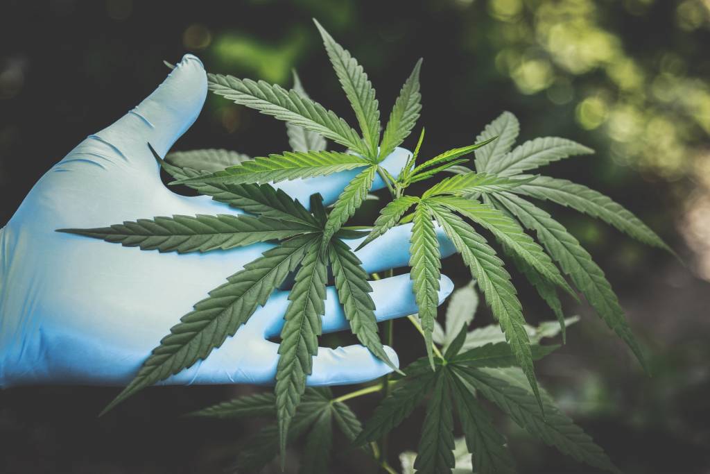 CBD Oil in Beauty Organic Shop with special discount